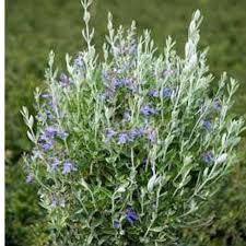 Zeytin Çalısı Fidanı