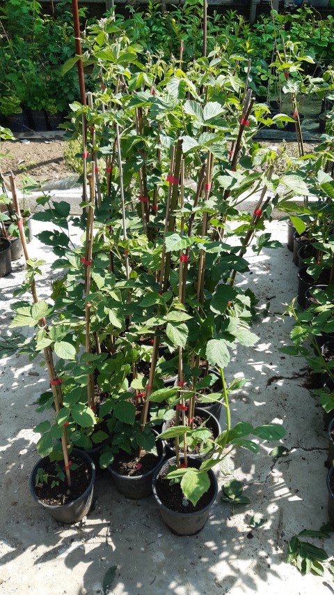 Böğürtlen Fidanı